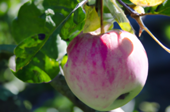 Все о яблоках: полезные свойства и интересные факты