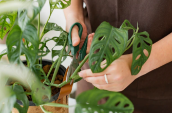 Экзотика у Вас Дома: Растения-Экзоты, Которые Можно Вырастить в Домашних Условиях